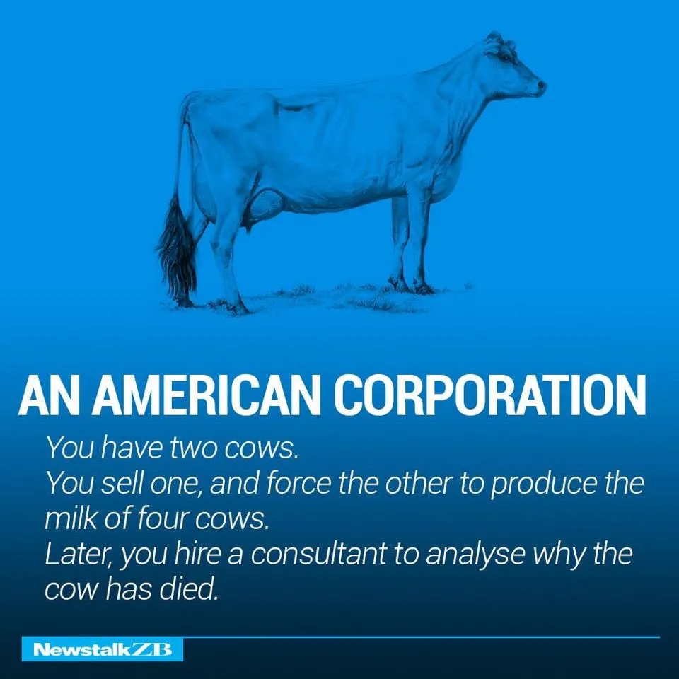 Cows 7.webp