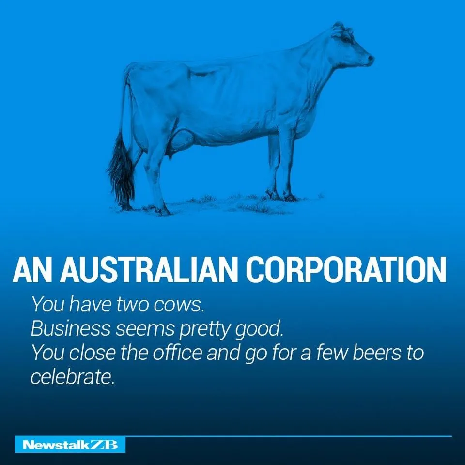 Cows 8.webp