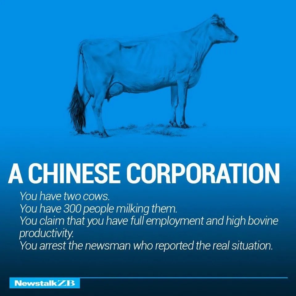 Cows 9.webp