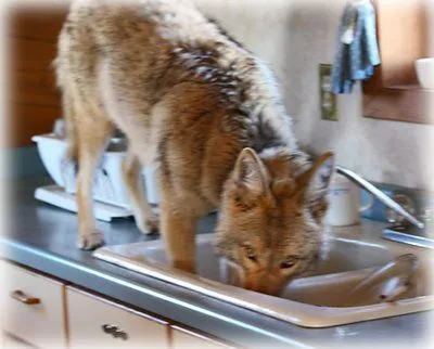 coyoteinthesink.webp
