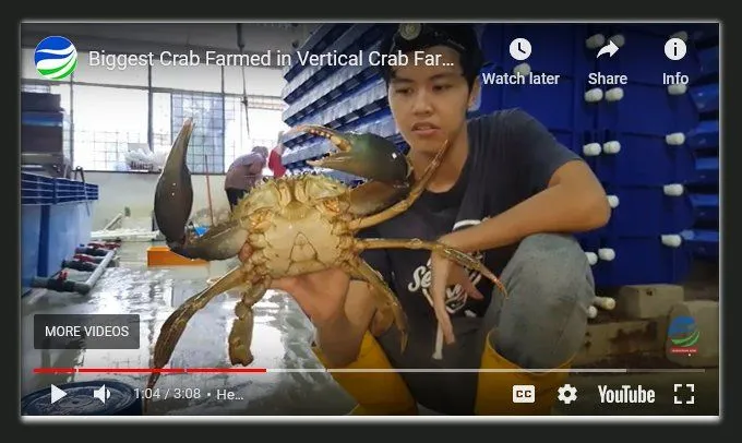 crabs.webp