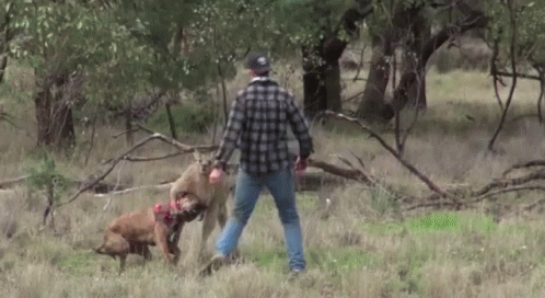 crazykangaroo.gif