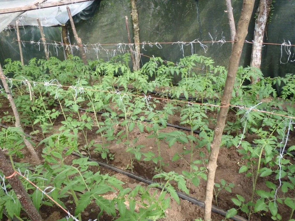 crdiamontetomato.webp