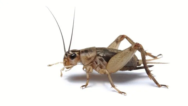 cricket.webp
