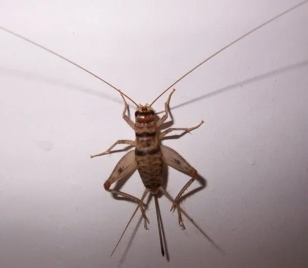Cricket.webp