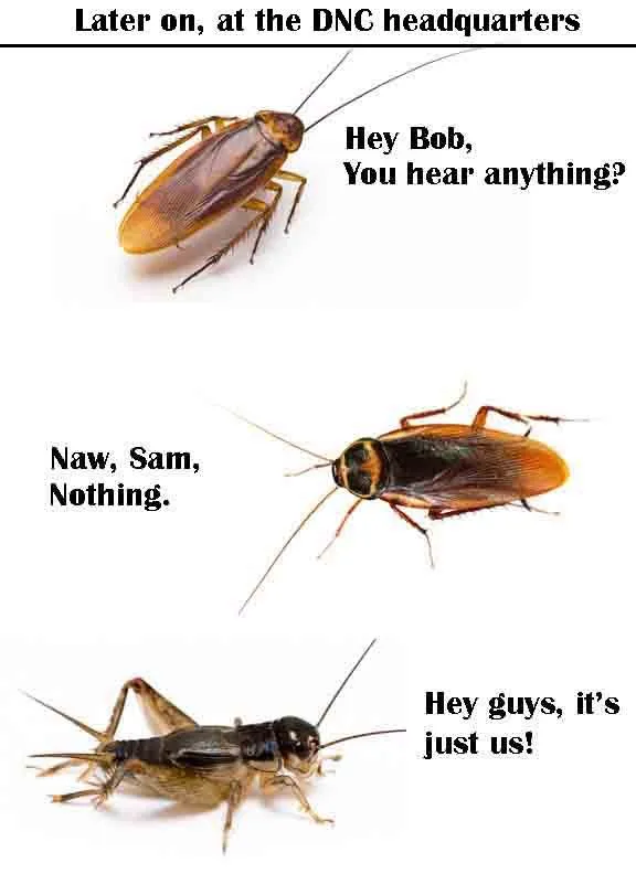 crickets.webp
