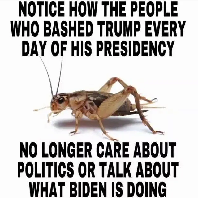 crickets.webp
