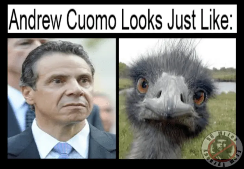 cuomo.webp
