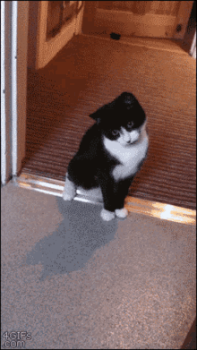 cute-cat.gif