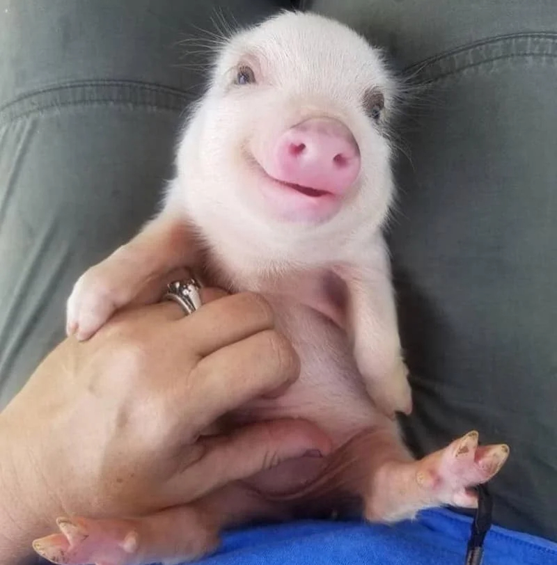 cutest-piglet.webp