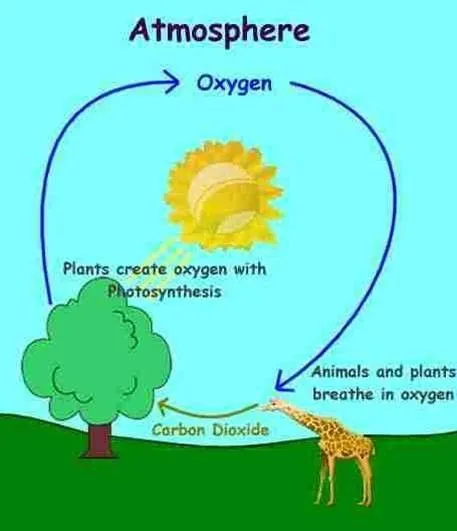 cycle of life.webp