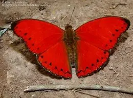 Cymothoe sangaris.webp