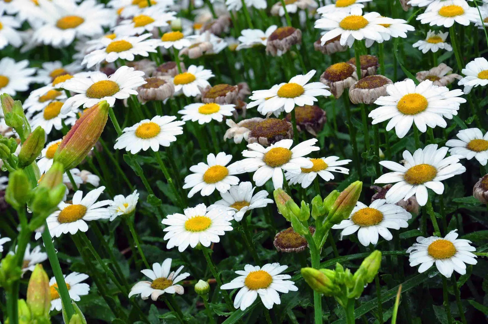 daisies.webp