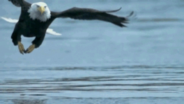 damaged eagle.gif