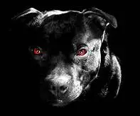 dark dogs.webp
