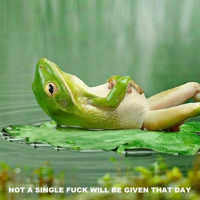 Daydreaming-Frog1.webp