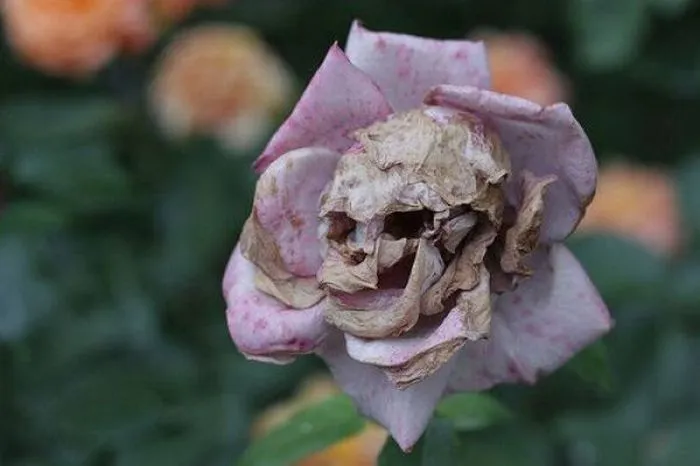 deadroses.webp