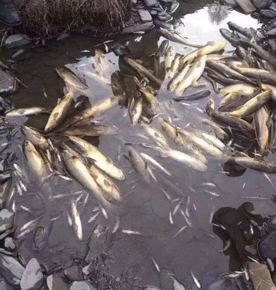 Death-of-fish-in-the-Lichu-River-believed-to-be-killed-from-Lithium-mining-site.webp