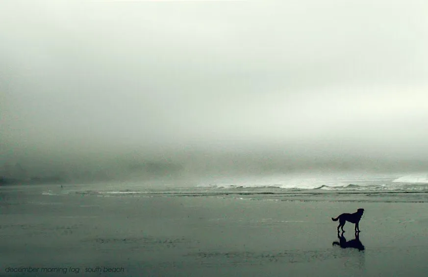 december morning fog.webp