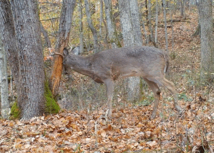 deer 4x 4.73.gif