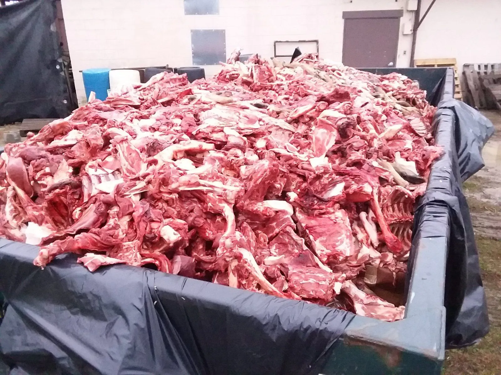 deer guts2.jpg