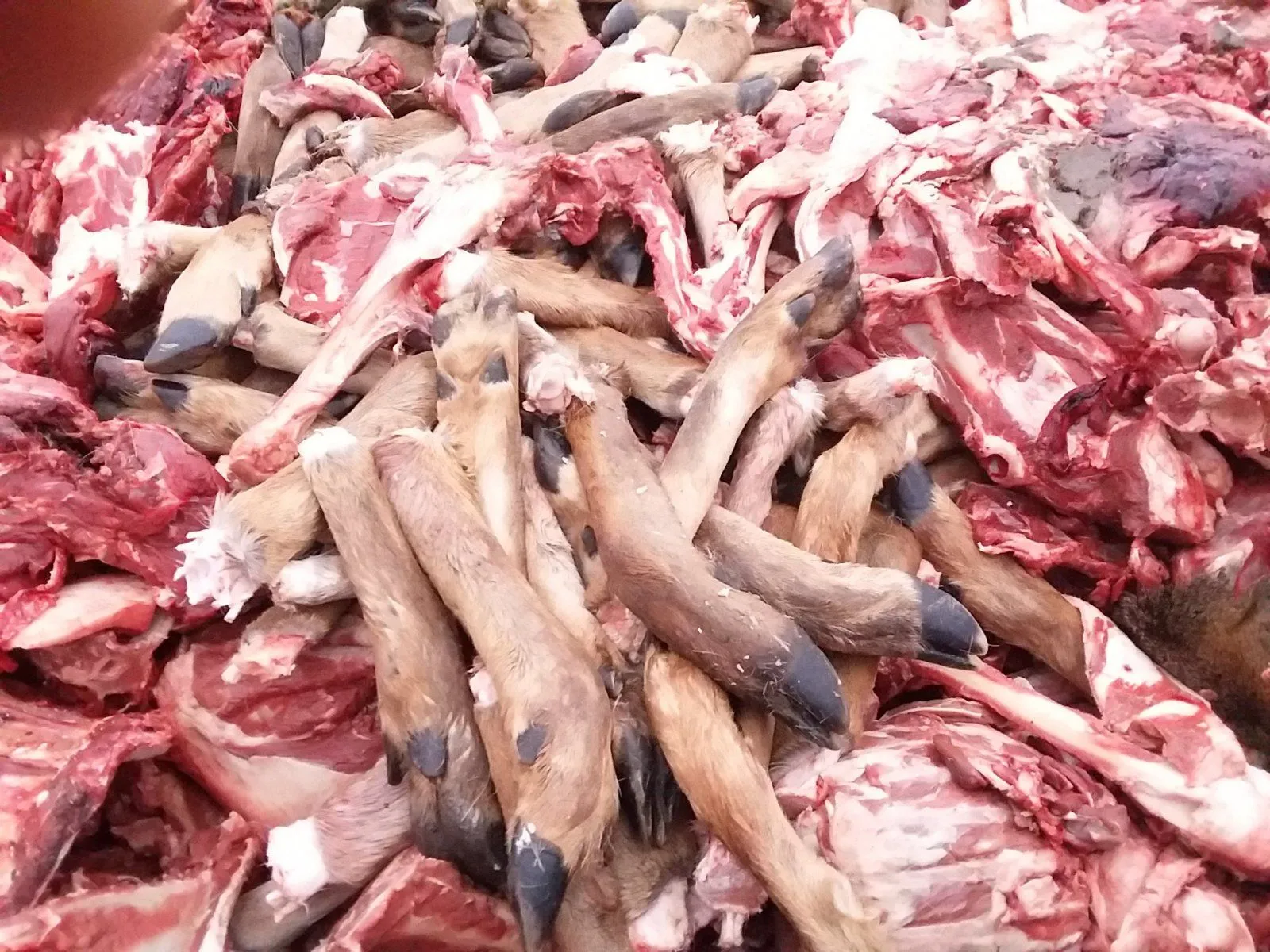 deer-guts3-jpg.421414