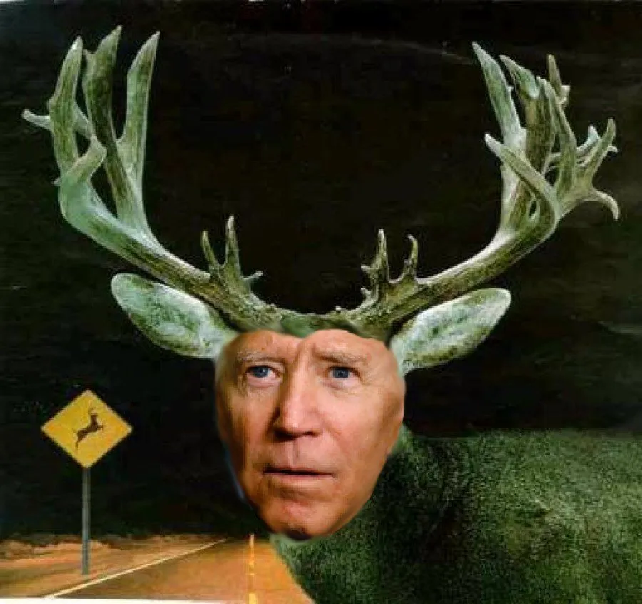 deer headlights.webp