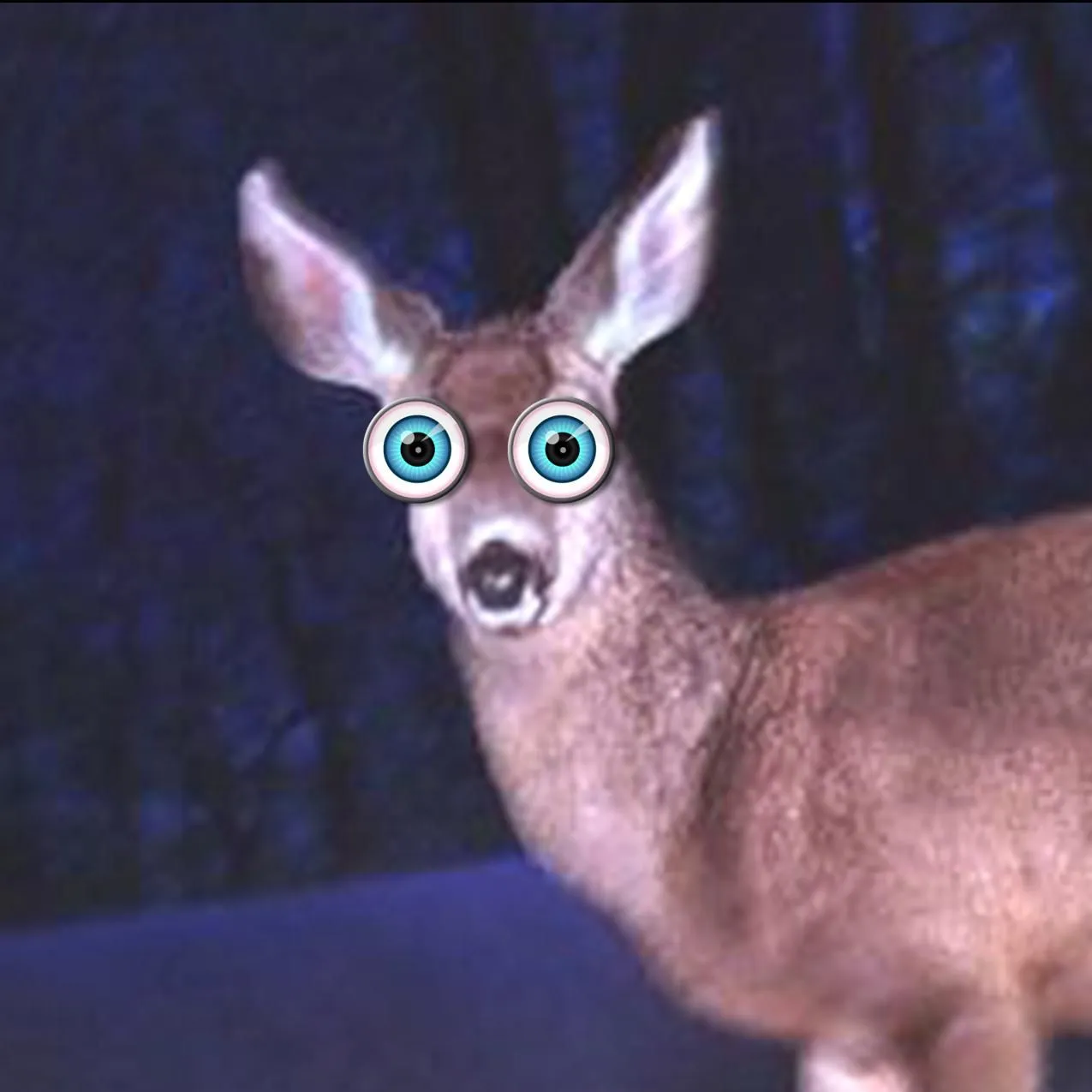 Deer-in-headlights.webp