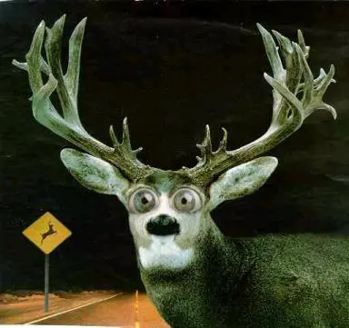 deer_in_the_headlights_look.webp