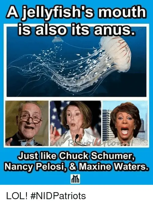 DemsRdumba-jellyfishs-mouth-is-also-its-anus.webp