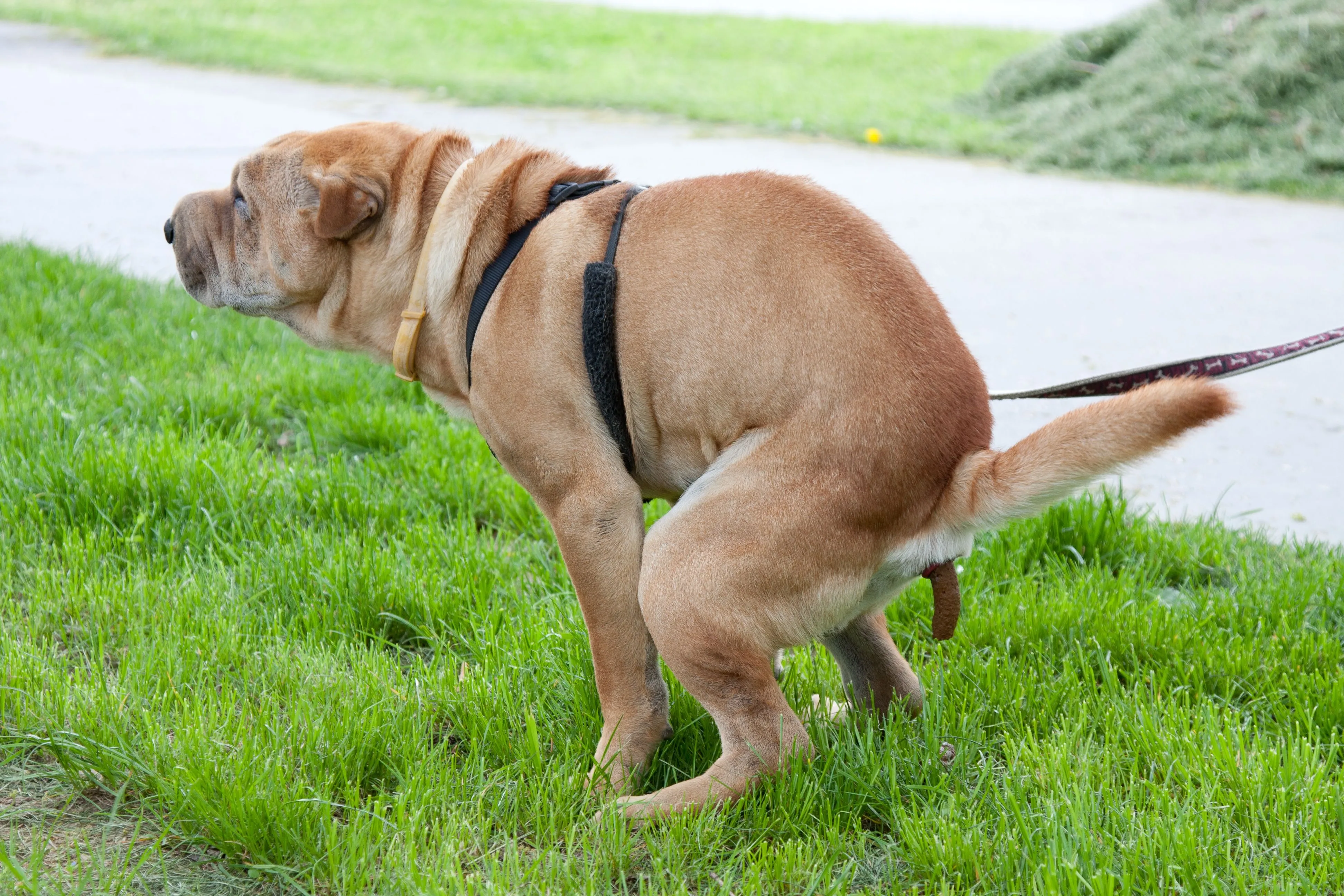 Depositphotos_9887128_original.webp
