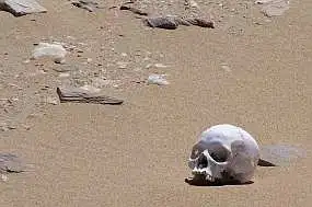 desert_skull_1.webp