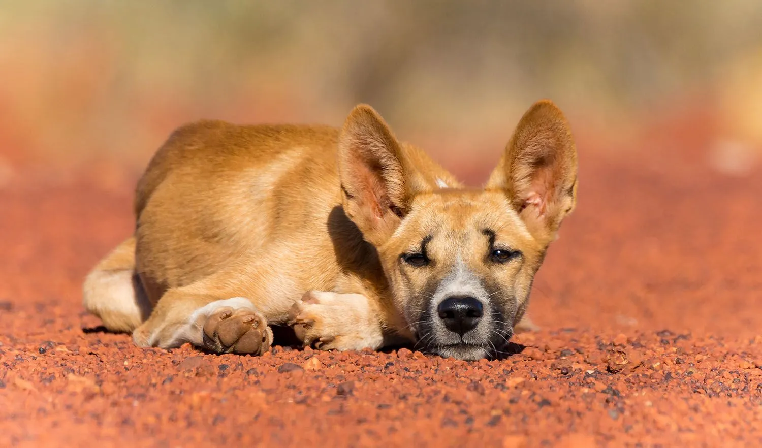 Dingo-3.webp