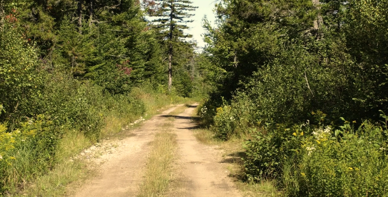 dirt road 1.webp
