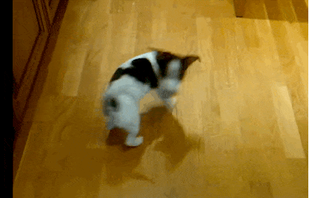 dog 2.gif