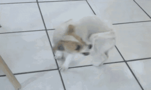 dog 3.gif