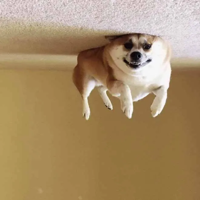 dog-balloon1.webp