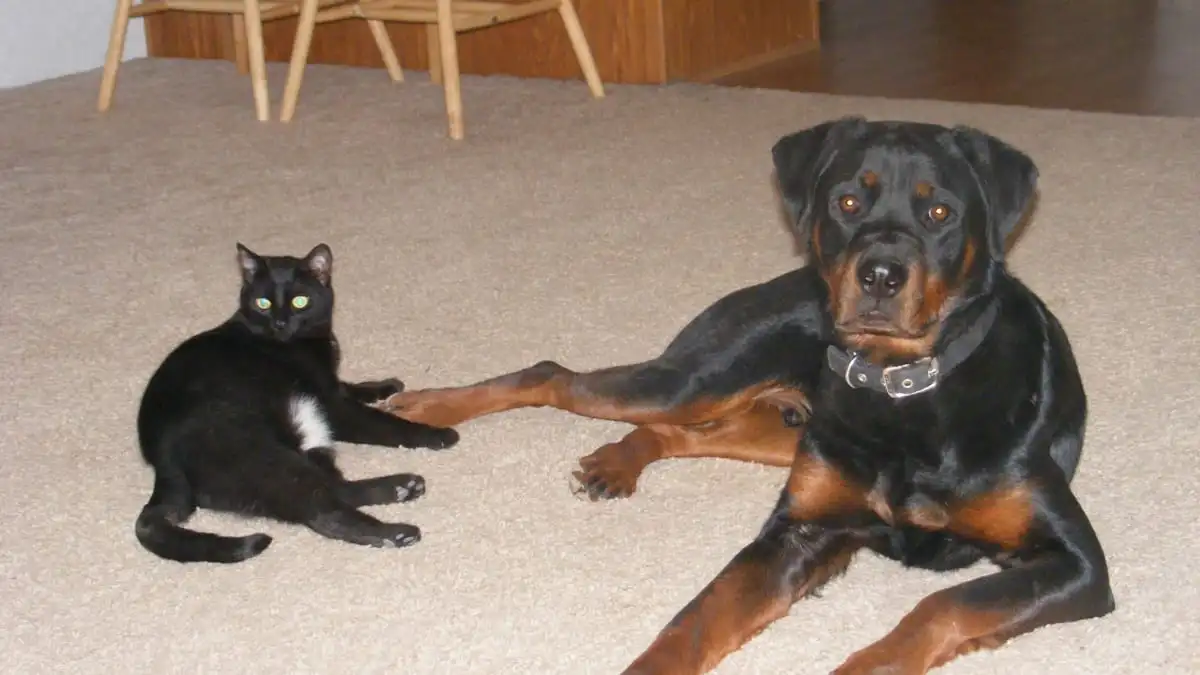 dog-breeds-that-do-not-get-along-with-cats.webp