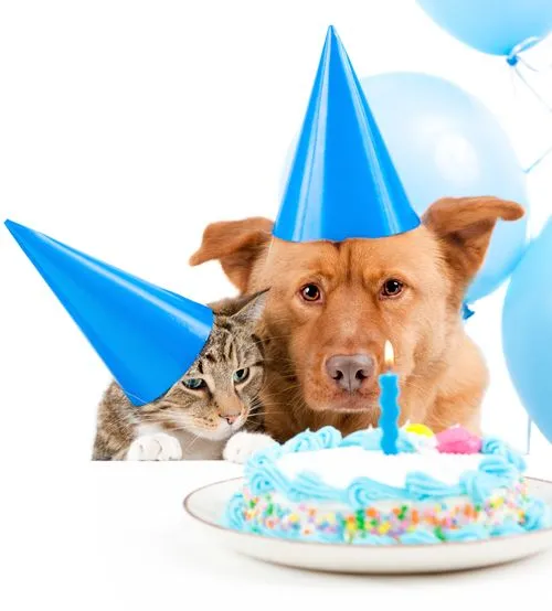 dog-cat-birthday-cake.webp