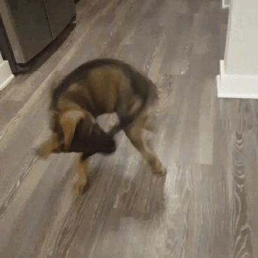 dog-chasing-tail-31.gif