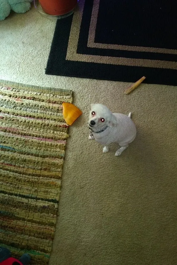 *** dog derpin.webp