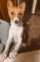 dog-gives-the-finger-dog.gif