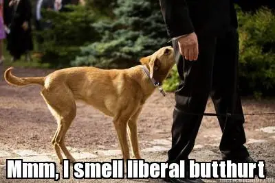 dog liberal butthurt(1).webp