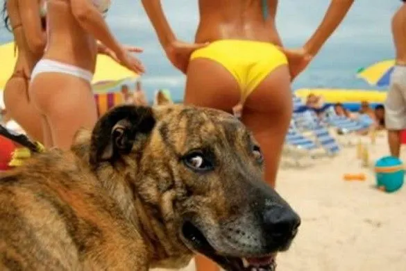 dog photobomb.webp