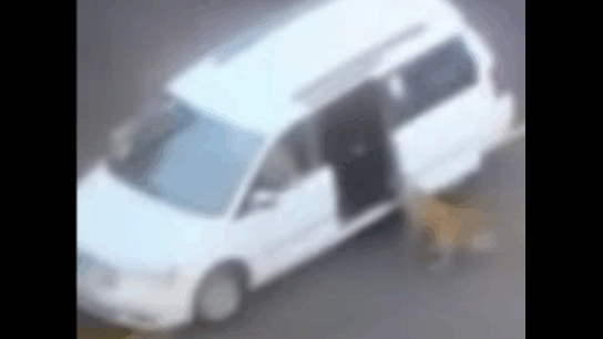 dog rear end 1.60.gif