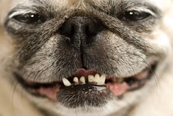 dog smile.webp