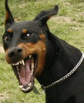 dog-snarling-e1336002942845.webp