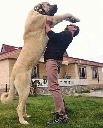 dog Turkish Kangal.webp