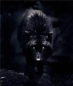 dog.webp