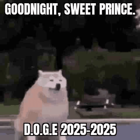 doge_gif.gif
